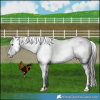 Horse Color:Liver Red Dun Appaloosa 