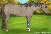 Horse Color:Liver Red Dun Appaloosa 
