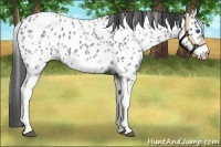 Horse Color:White Spotted Blue Roan Splash Frame Appaloosa