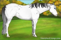 Horse Color:White Spotted Blue Roan Splash Frame Appaloosa 