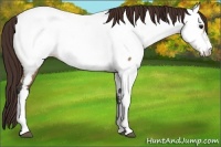Horse Color:Bay Dun Appaloosa
