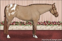 Horse Color:Red Dun Appaloosa 