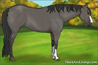 Horse Color:Grullo 