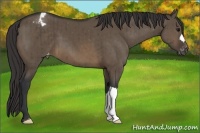 Horse Color:Brown Dun Varnish Brindle 