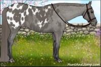 Horse Color:Smoky Grullo Appaloosa Brindle 