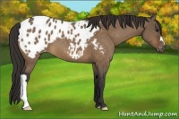 Horse Color:Brown Dun Appaloosa 
