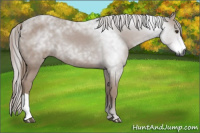 Horse Color:Gray Chestnut 