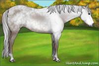 Horse Color:Gray Bay 