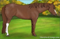 Horse Color:Chestnut 
