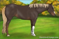 Horse Color:Liver Chestnut 