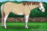 Horse Color:Red Dun Splash 