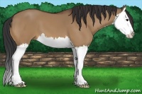 Horse Color:Bay Dun Splash 