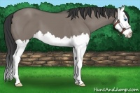 Horse Color:Grullo Splash 