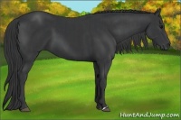 Horse Color:Black  and Black 