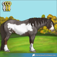 Horse Color:Liver Red Roan Frame 