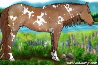 Horse Color:White Spotted Chestnut 