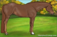 Horse Color:Chestnut 
