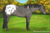 Horse Color:Grullo Appaloosa