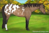 Horse Color:Bay Dun Appaloosa 