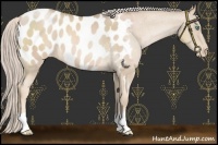 Horse Color:Chocolate Palomino Pearl Appaloosa