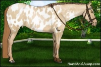 Horse Color:Red Dun Pearl Blanket Rabicano 