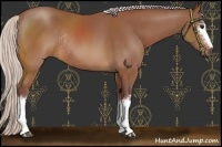 Horse Color:White Spotted Chocolate Silver Brown Rabicano