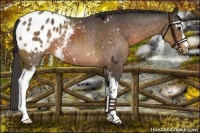 Horse Color:White Spotted Buckskin Appaloosa