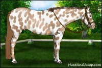 Horse Color:Liver Chestnut Pearl Appaloosa Rabicano
