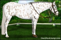 Horse Color:Chocolate Palomino Pearl Near Leopard 