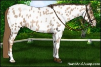 Horse Color:Liver Red Roan Pearl Appaloosa 