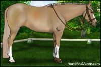 Horse Color:Palomino 