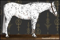 Horse Color:Brown Appaloosa
