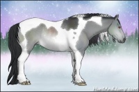 Horse Color:Buckskin Chinchilla Tobiano Rabicano