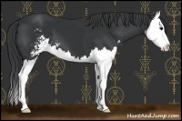 Horse Color:Black Sabino Splash 