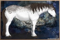 Horse Color:White Spotted Liver Chestnut Rabicano 