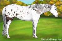 Horse Color:White Spotted Brown Splash Appaloosa 
