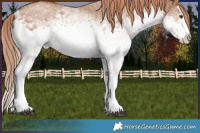 Horse Color:White Spotted Red Dun Sabino Splash