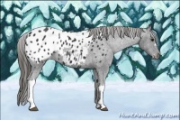 Horse Color:Black Appaloosa 