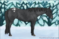 Horse Color:Black Appaloosa
