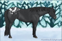 Horse Color:Black Appaloosa