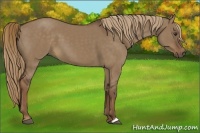 Horse Color:Liver Red Dun 
