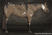 Horse Color:White Spotted Liver Red Dun 