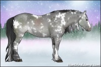 Horse Color:White Spotted Black Rabicano 