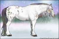 Horse Color:Nacre White Spotted Grullo Near Leopard 