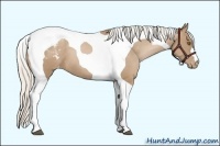 Horse Color:Silver Black Pearl Tobiano Appaloosa 