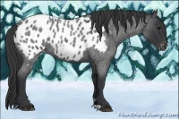 Horse Color:Blue Roan Appaloosa 