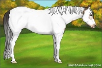 Horse Color:White Spotted Buckskin Splash Tobiano Frame 