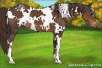 Horse Color:White Spotted Liver Chestnut Appaloosa 