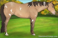 Horse Color:White Spotted Amber Champagne 