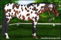 Horse Color:Brown Near Leopard 
